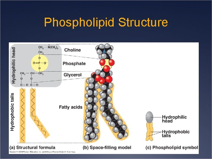 Phospholipid Structure 