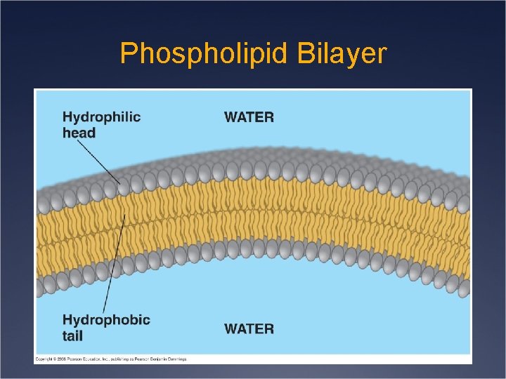 Phospholipid Bilayer 