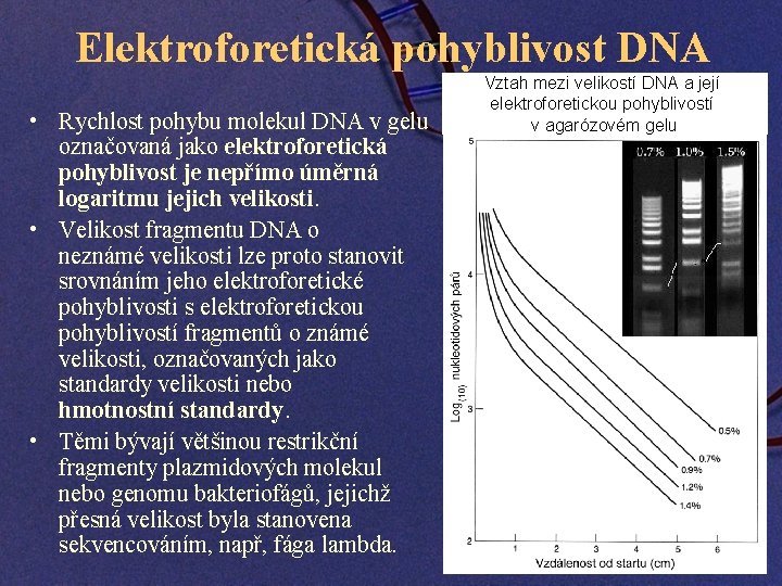 Elektroforetická pohyblivost DNA • Rychlost pohybu molekul DNA v gelu označovaná jako elektroforetická pohyblivost