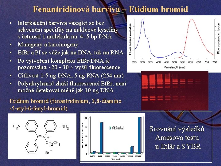 Fenantridinová barviva – Etidium bromid • Interkalační barviva vázající se bez sekvenční specifity na