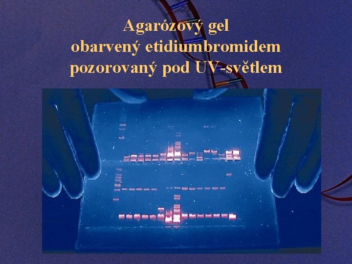 Agarózový gel obarvený etidiumbromidem pozorovaný pod UV-světlem 