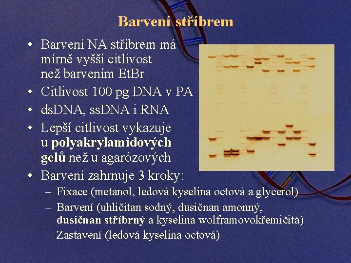 Barvení stříbrem • Barvení NA stříbrem má mírně vyšší citlivost než barvením Et. Br