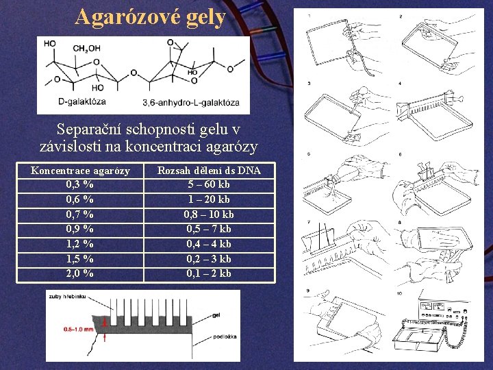 Agarózové gely Separační schopnosti gelu v závislosti na koncentraci agarózy Koncentrace agarózy 0, 3
