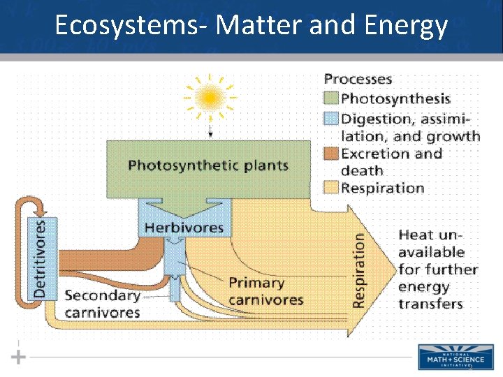 Ecosystems- Matter and Energy 2 