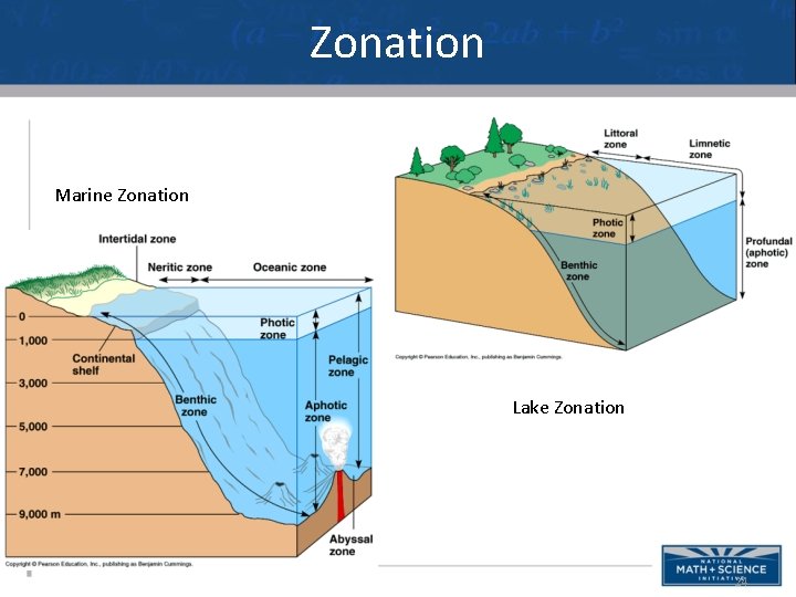 Zonation Marine Zonation Lake Zonation 24 