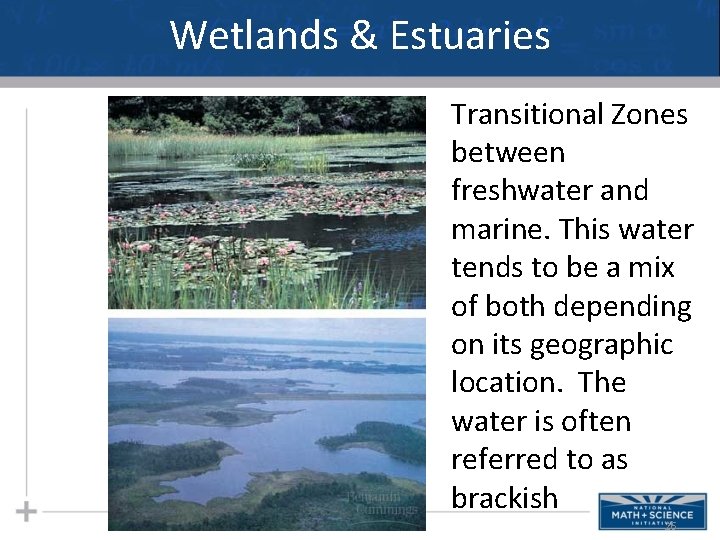 Wetlands & Estuaries Transitional Zones between freshwater and marine. This water tends to be