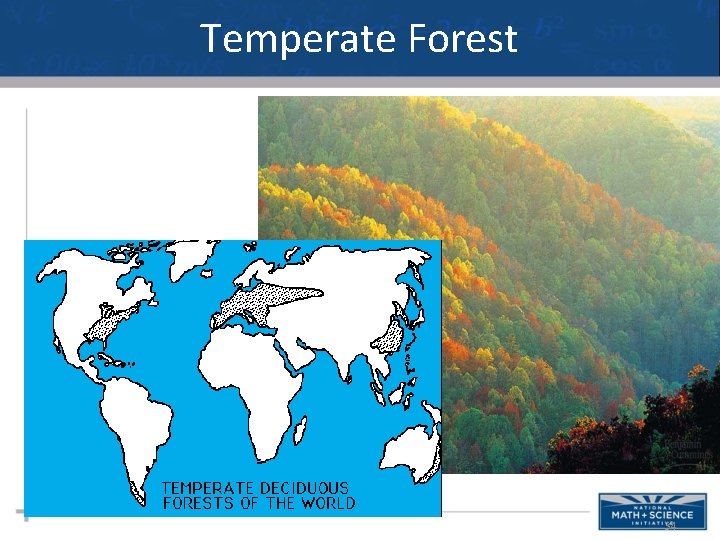 Temperate Forest 34 