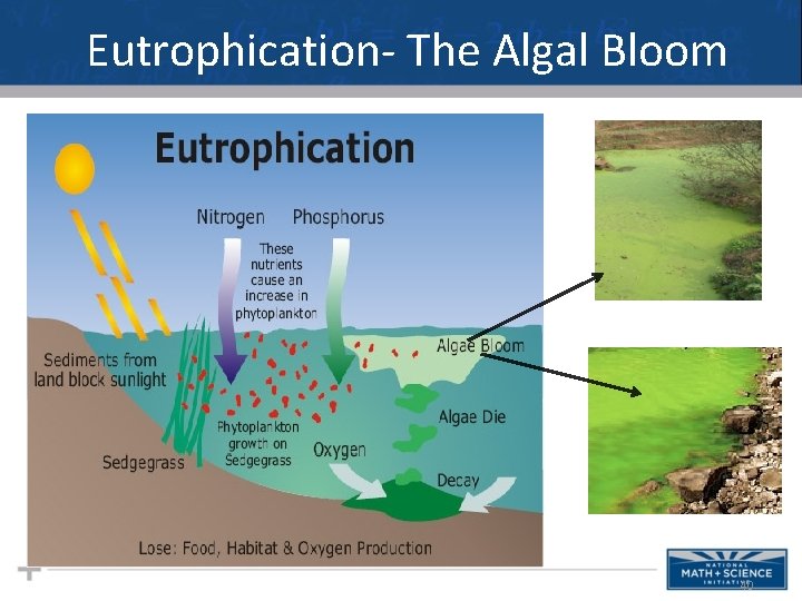 Eutrophication- The Algal Bloom 40 