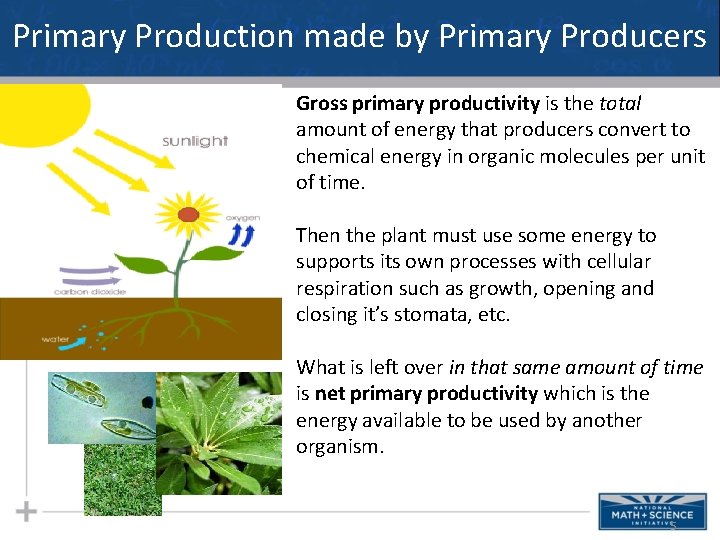 Primary Production made by Primary Producers Gross primary productivity is the total amount of