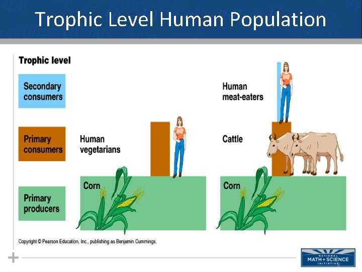 Trophic Level Human Population 8 
