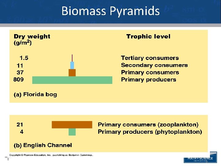Biomass Pyramids • I think this slide should go up with the other pyramid
