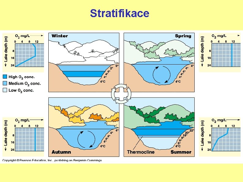 Stratifikace 