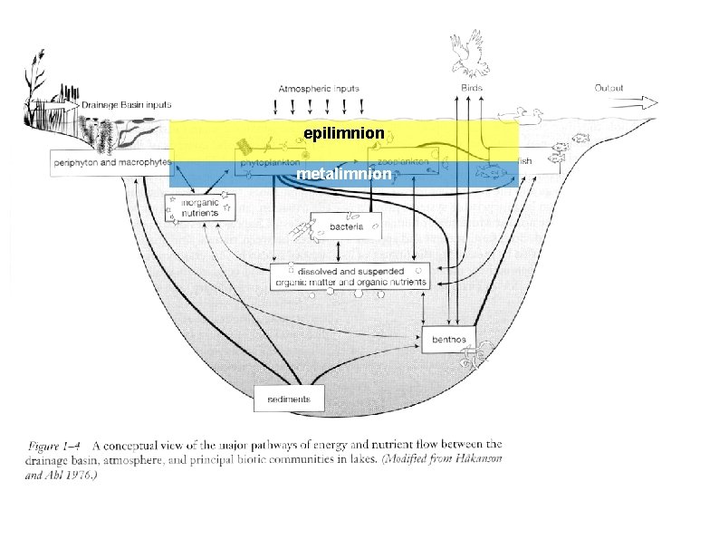 epilimnion metalimnion 