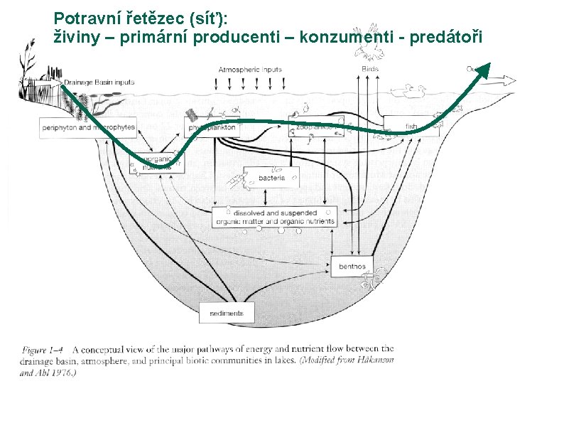 Potravní řetězec (síť): živiny – primární producenti – konzumenti - predátoři 