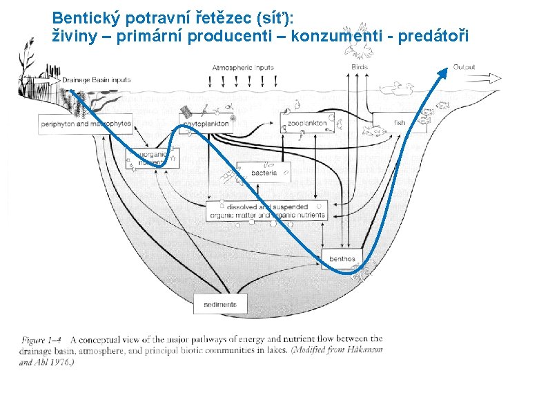 Bentický potravní řetězec (síť): živiny – primární producenti – konzumenti - predátoři 