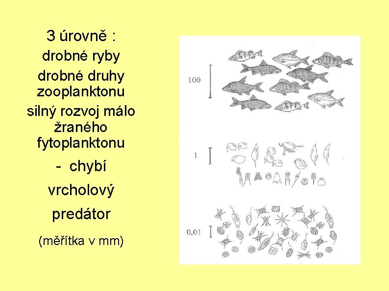 3 úrovně : drobné ryby drobné druhy zooplanktonu silný rozvoj málo žraného fytoplanktonu -