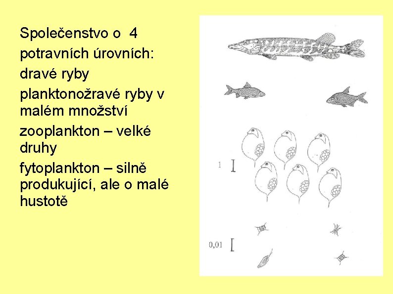 Společenstvo o 4 potravních úrovních: dravé ryby planktonožravé ryby v malém množství zooplankton –