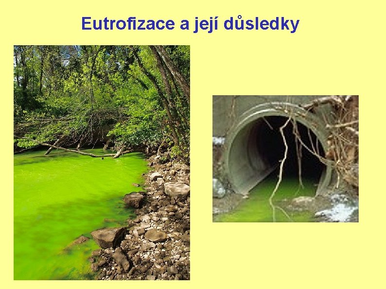 Eutrofizace a její důsledky 