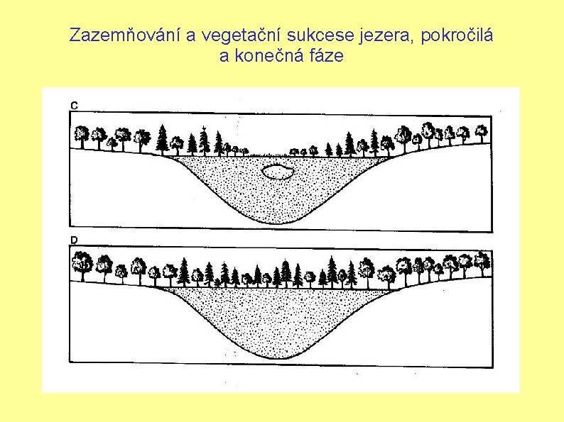 Zazemňování a vegetační sukcese jezera, pokročilá a konečná fáze 