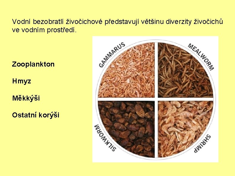 Vodní bezobratlí živočichové představují většinu diverzity živočichů ve vodním prostředí. Zooplankton Hmyz Měkkýši Ostatní