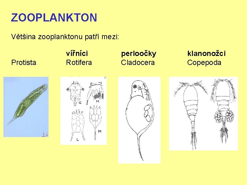 ZOOPLANKTON Většina zooplanktonu patří mezi: Protista vířníci Rotifera perloočky Cladocera klanonožci Copepoda 