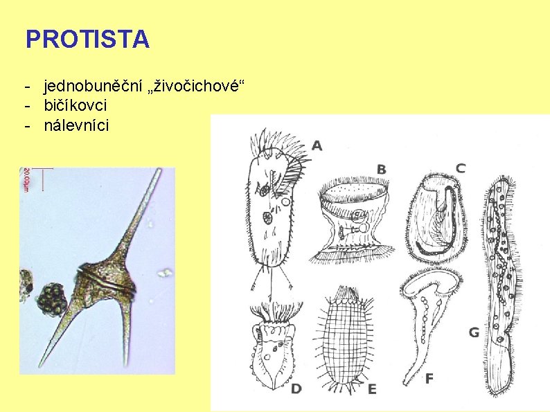 PROTISTA - jednobuněční „živočichové“ - bičíkovci - nálevníci 