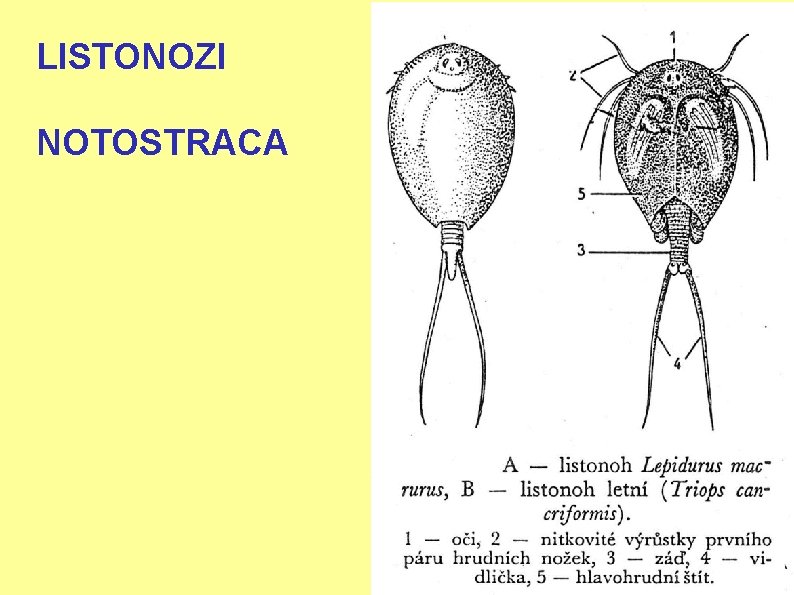 LISTONOZI NOTOSTRACA 