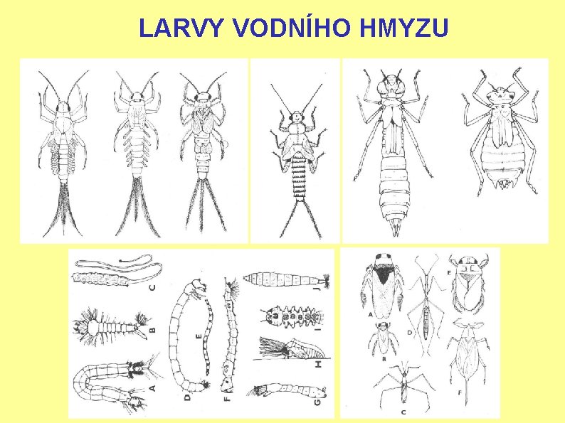 LARVY VODNÍHO HMYZU 