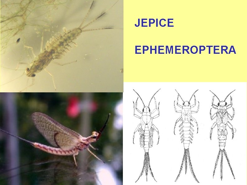 JEPICE EPHEMEROPTERA 