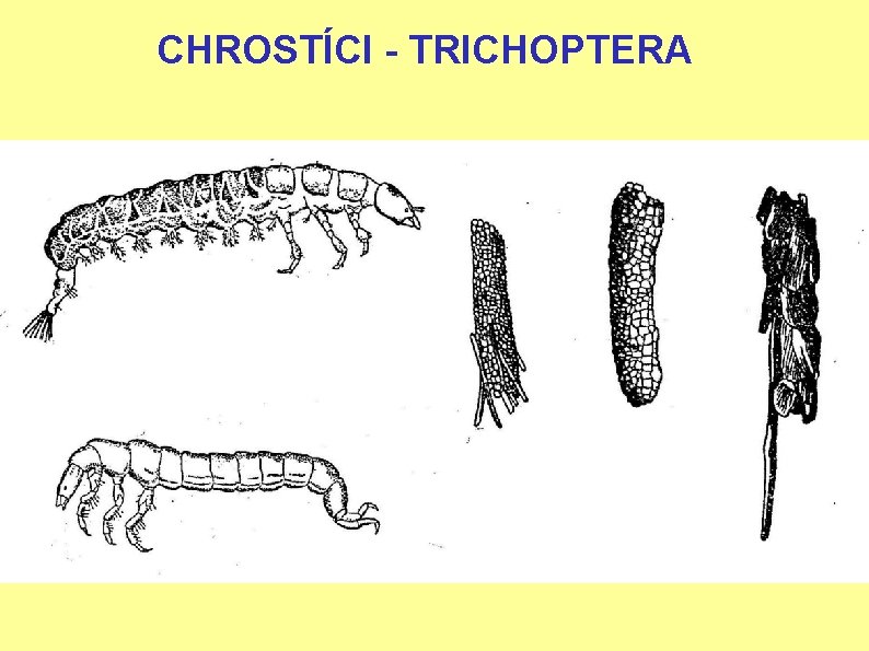 CHROSTÍCI - TRICHOPTERA 