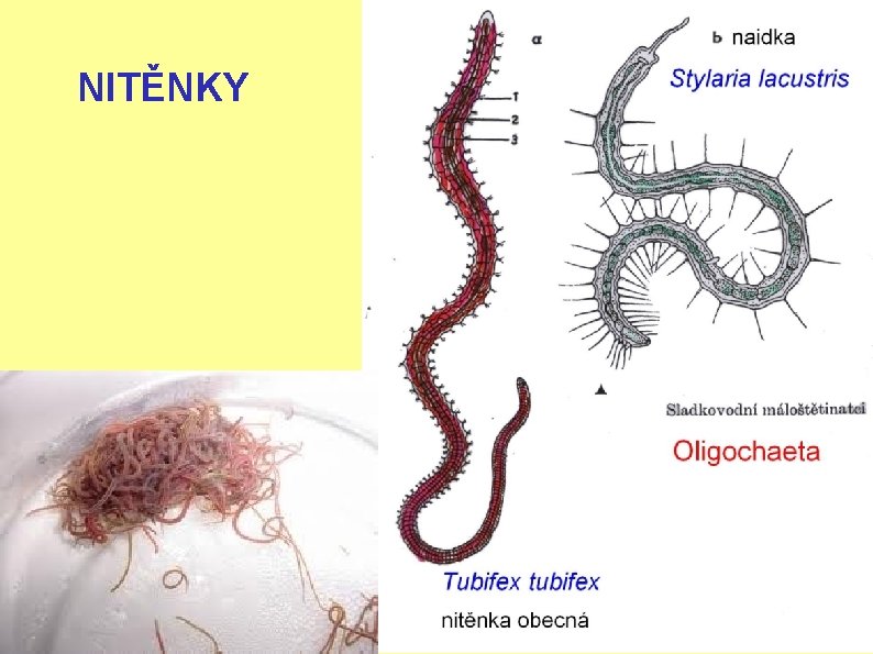 NITĚNKY 