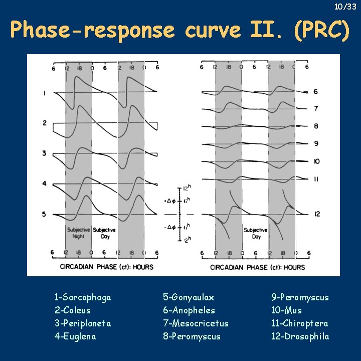 10/33 Phase-response curve II. (PRC) 1 -Sarcophaga 2 -Coleus 3 -Periplaneta 4 -Euglena 5