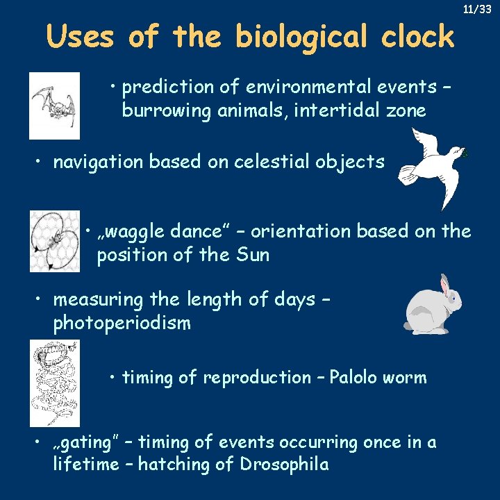 Uses of the biological clock 11/33 • prediction of environmental events – burrowing animals,