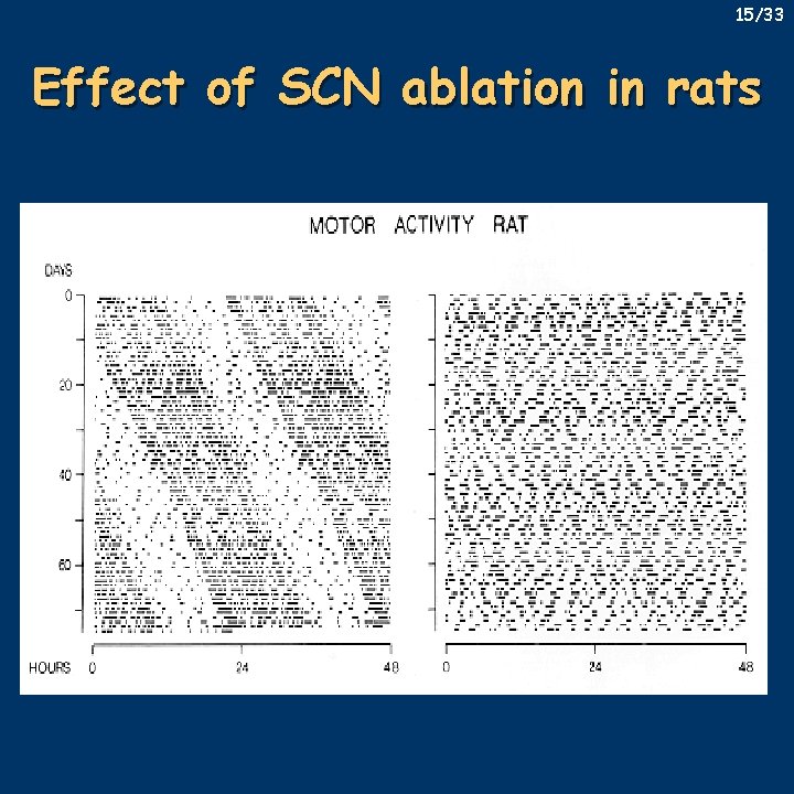 15/33 Effect of SCN ablation in rats 