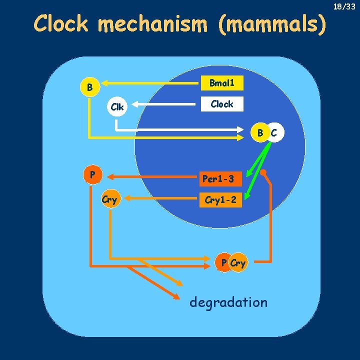 Clock mechanism (mammals) Bmal 1 B Clk Clock B C P Per 1 -3