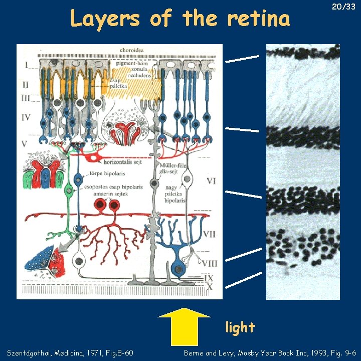 Layers of the retina 20/33 light Szentágothai, Medicina, 1971, Fig. 8 -60 Berne and