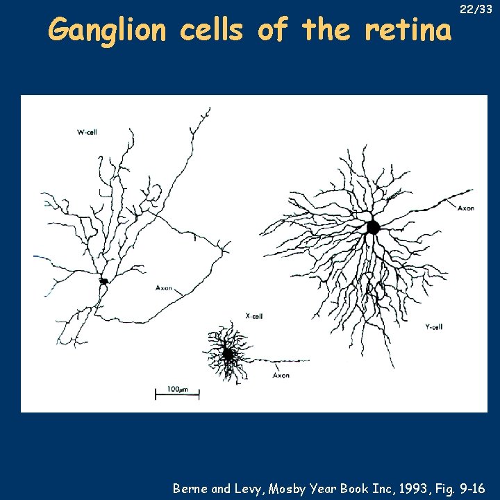 Ganglion cells of the retina 22/33 Berne and Levy, Mosby Year Book Inc, 1993,
