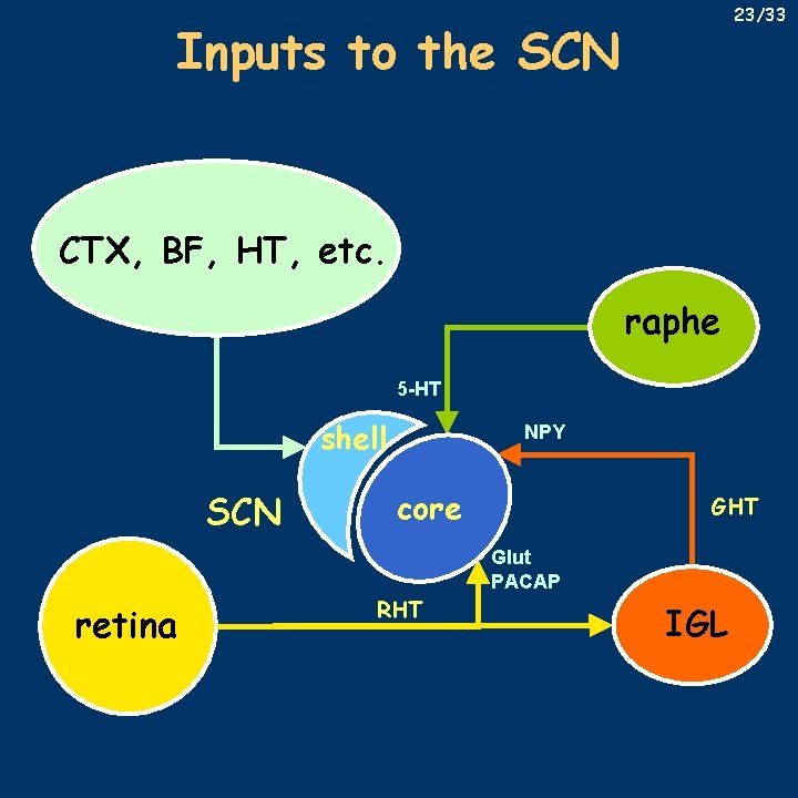 23/33 Inputs to the SCN CTX, BF, HT, etc. raphe 5 -HT shell SCN