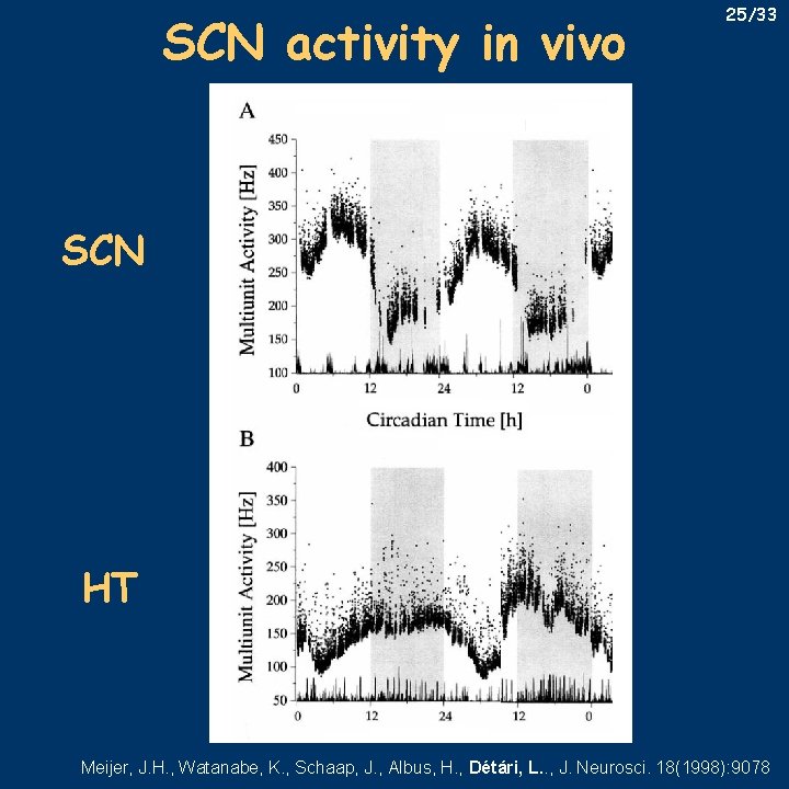 SCN activity in vivo 25/33 SCN HT Meijer, J. H. , Watanabe, K. ,