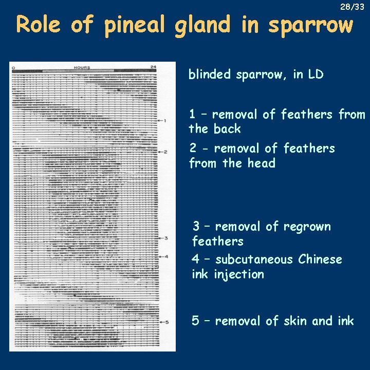 28/33 Role of pineal gland in sparrow blinded sparrow, in LD 1 – removal