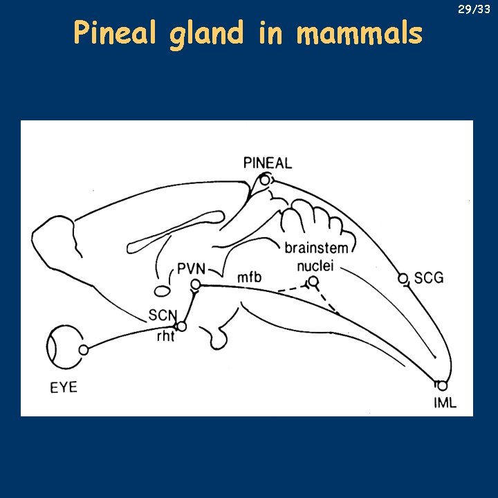 Pineal gland in mammals 29/33 