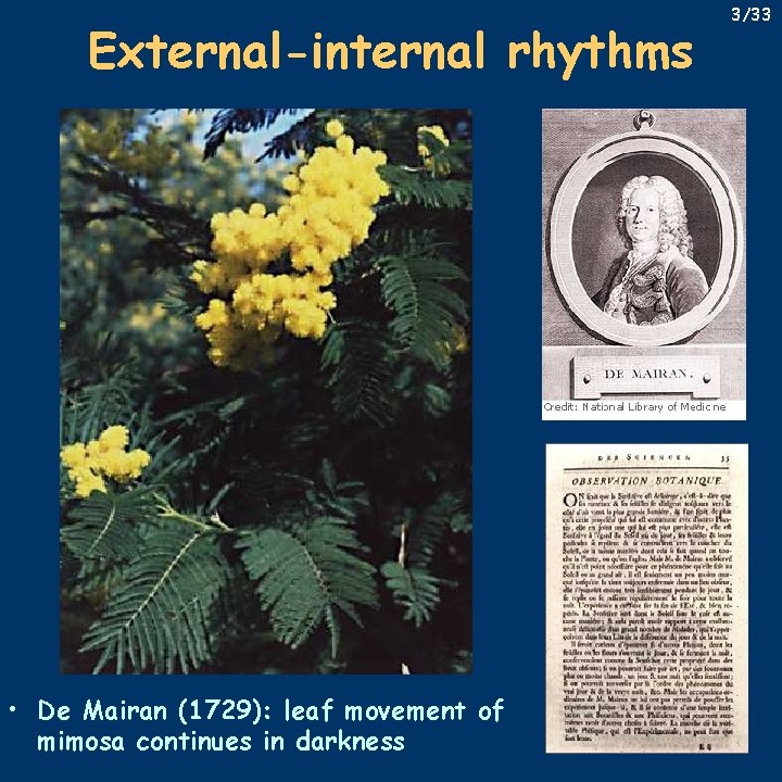 External-internal rhythms • De Mairan (1729): leaf movement of mimosa continues in darkness 3/33