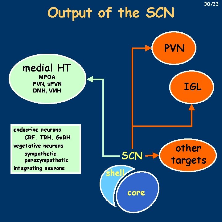 30/33 Output of the SCN PVN medial HT MPOA PVN, s. PVN DMH, VMH