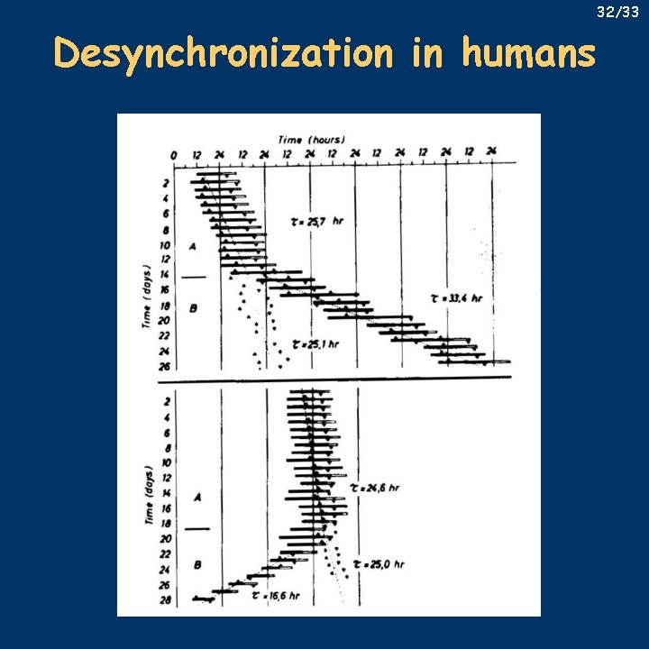 32/33 Desynchronization in humans 