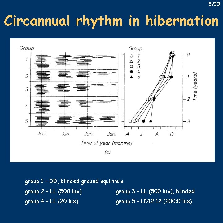 5/33 Circannual rhythm in hibernation group 1 – DD, blinded ground squirrels group 2