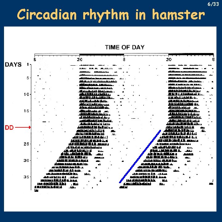 Circadian rhythm in hamster 6/33 