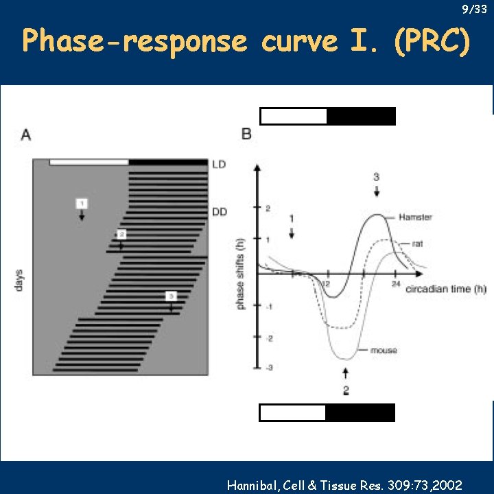 9/33 Phase-response curve I. (PRC) Hannibal, Cell & Tissue Res. 309: 73, 2002 