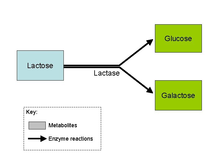 Glucose Lactase Galactose Key: Metabolites Enzyme reactions 