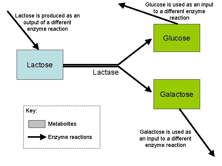 Glucose is used as an input to a different enzyme reaction Lactose is produced