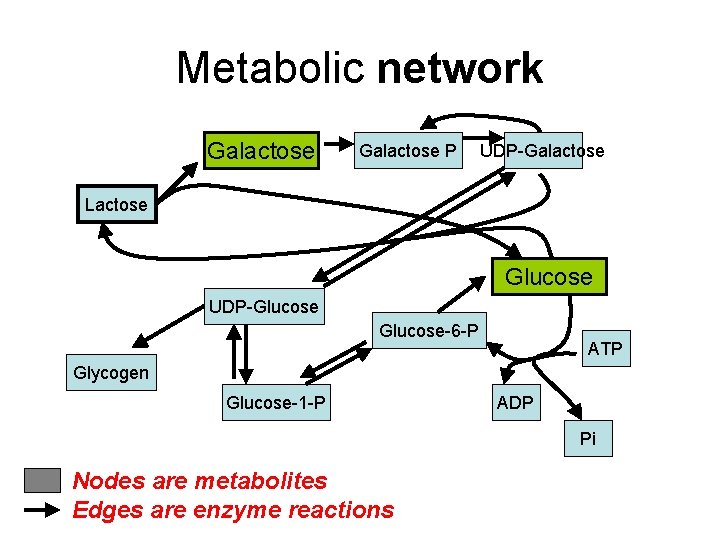 Metabolic network Galactose P UDP-Galactose Lactose Glucose UDP-Glucose-6 -P ATP Glycogen Glucose-1 -P ADP